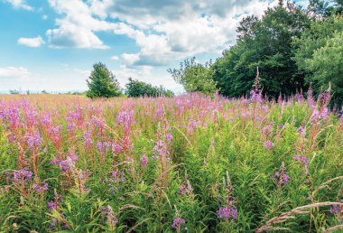 çayırda çiçek açan ateş weed demet
