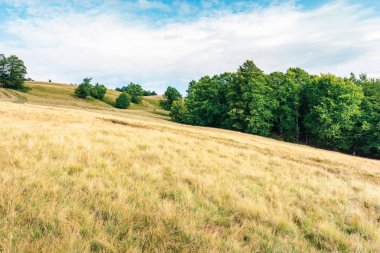 dağlarda çimenli çayır üzerinde kayın ormanı