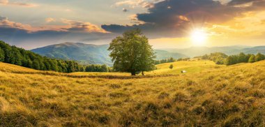 gün batımında dağlarda çayırda kayın ağacı