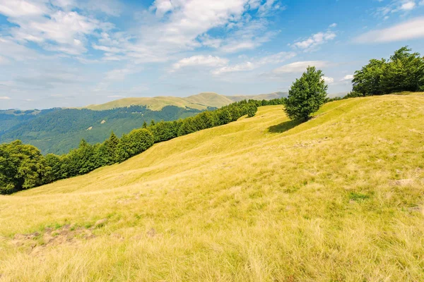 高い山の風景の草原の一本の木 — ストック写真