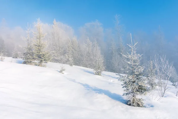 Cenário de inverno com árvores em hoarfrost — Fotografia de Stock