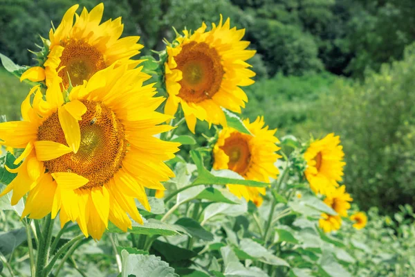 Sunflowers in the field — Stock Photo, Image