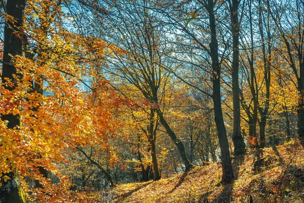 Autumn forest on a sunny day — Stock Photo, Image