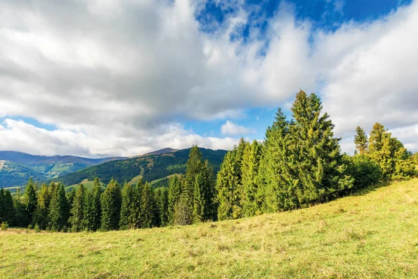 Spruce forest on the hillside — Stock Photo, Image