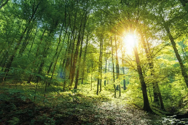 Solljus i urskogar Beech Forest — Stockfoto