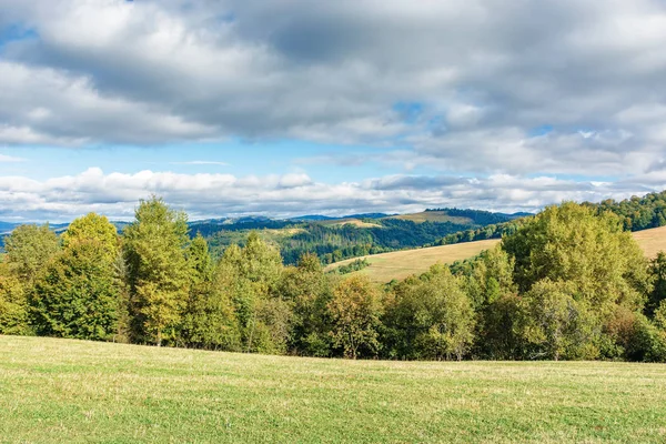 Les na kraji louky v horách — Stock fotografie