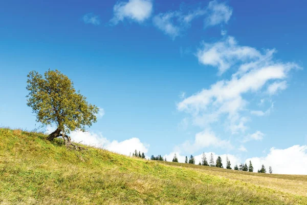Deciduous tree on the grassy hill — Stock Photo, Image