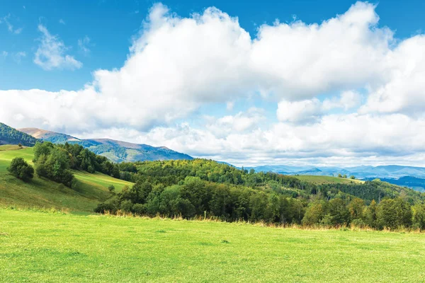 Skog på kanten av en äng i berg — Stockfoto