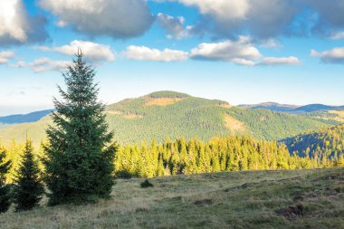 bir tepenin kenarında ladin orman