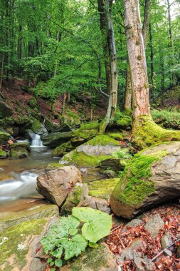 kayalar ve ağaçlar arasında dere