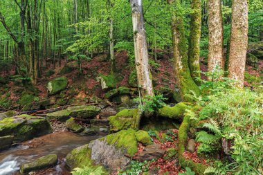 kayalar ve ağaçlar arasında dere