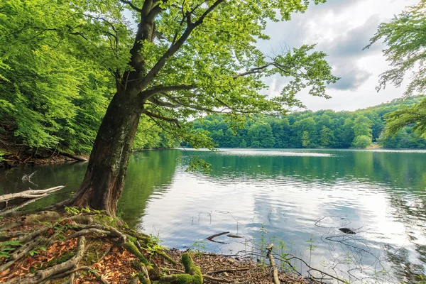 湖のほとりにあるブナの木 — ストック写真