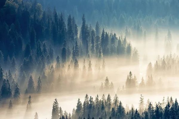 Gęsta świecąca mgła wśród świerkowego lasu. — Zdjęcie stockowe