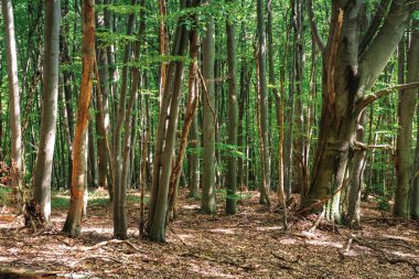 yaz aylarında antik kayın ormanı
