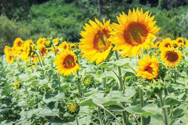 Ripe sunflowers in the field — Stock Photo, Image