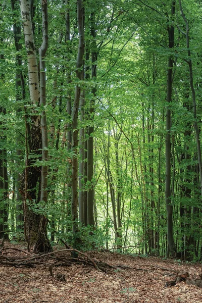 Antiguo bosque de hayas en verano —  Fotos de Stock