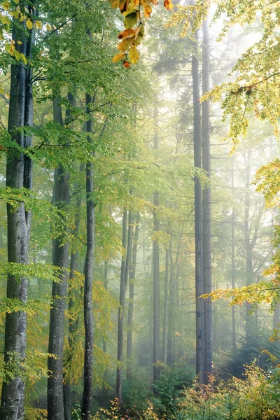 Oude beuken bos op mistige herfst ochtend — Stockfoto