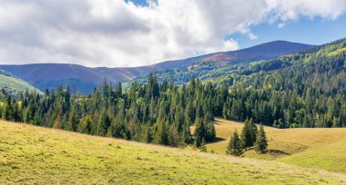 güneşli bir günde dağlarda ladin orman