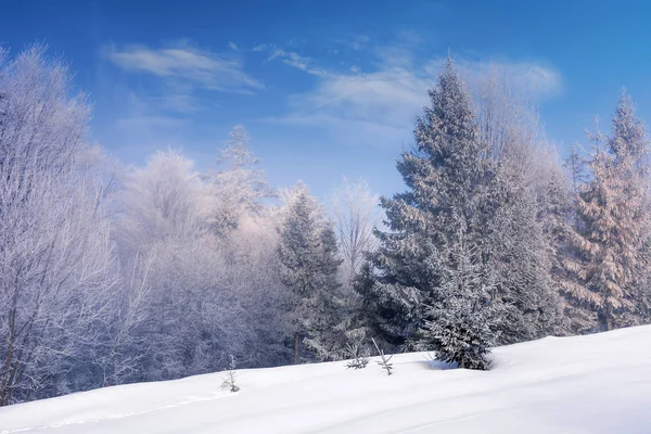 Foresta in hoarfrost su un prato coperto di neve — Foto Stock