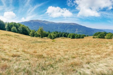 yıpranmış çimenlerde dağ çayırı