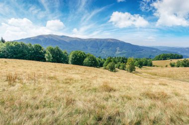 yıpranmış çimenlerde dağ çayırı