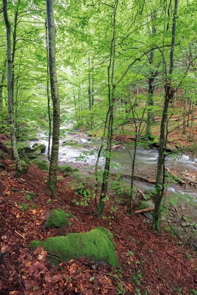 Szybka górska rzeka w lesie bukowym — Zdjęcie stockowe