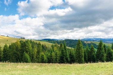 çayır i dağlarda ladin ağaçları