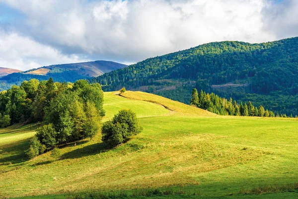 Árvores no prado i montanhas — Fotografia de Stock