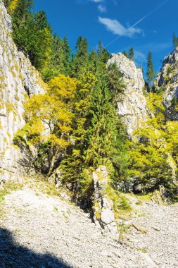 dik kayalık yamaç üzerinde ağaçlar