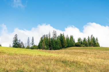 Tepedeki çam ormanı