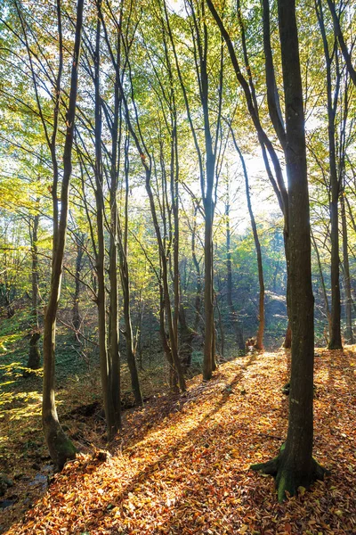 Bosque de otoño en un día soleado — Foto de Stock