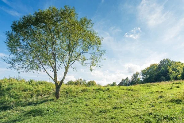 Tree on the grassy hillside in early autumn — Stock Photo, Image