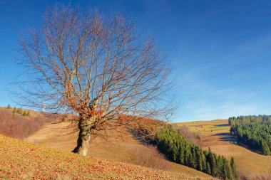 tepede düşmüş yeşillik ile kayın