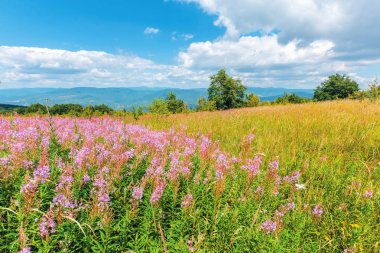 çayır üzerinde söğüt Herb mor çiçekler