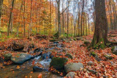 Sonbahar ormanında kaya arasında dere