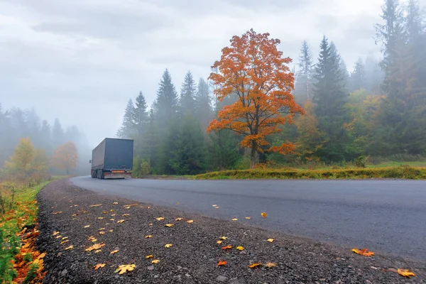 Nowa droga asfaltowa przez las w mgle — Zdjęcie stockowe