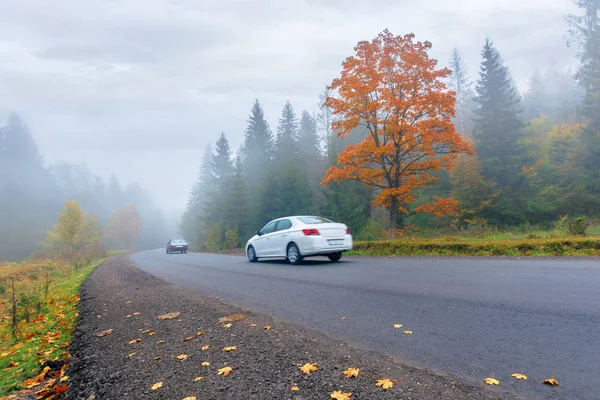Nieuwe asfalt weg door bos in mist — Stockfoto