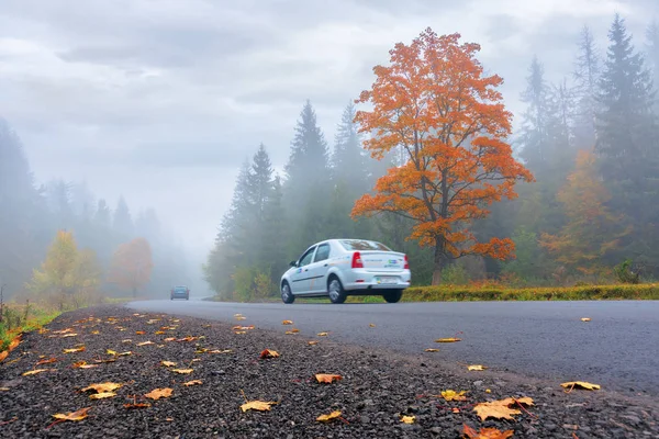 Новая асфальтовая дорога через лес в тумане — стоковое фото