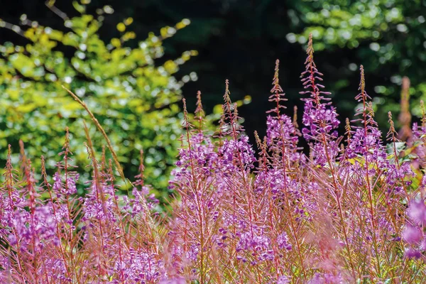 Saule herbe pourpre fleurs gros plan — Photo