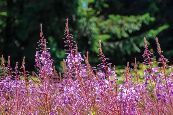 Salgueiro ervas flores roxas closeup — Fotografia de Stock