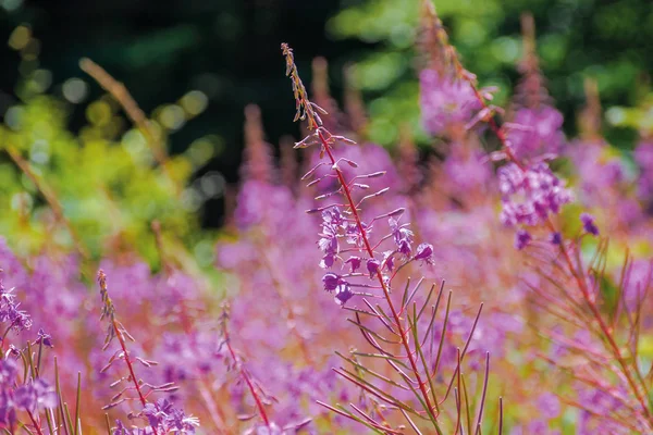 Saule herbe pourpre fleurs gros plan — Photo