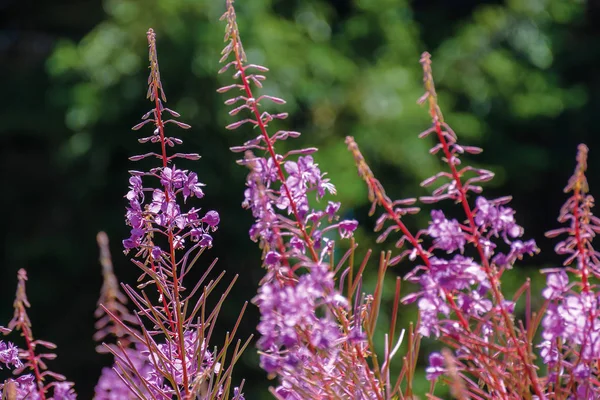 Sauce hierba púrpura flores primer plano — Foto de Stock