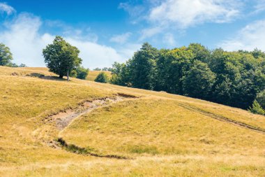 kir yol yokuş yukarı yakın yemyeşil ağaç