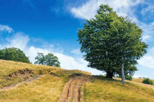 Üppiger Baum in der Nähe des Feldwegs bergauf — Stockfoto