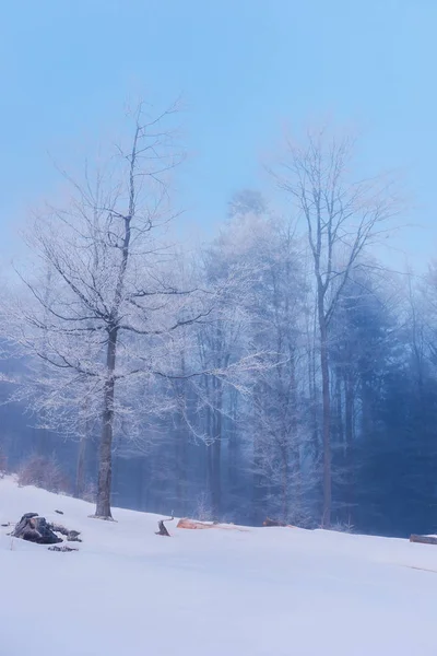 Ormanda güzel kış manzarası — Stok fotoğraf
