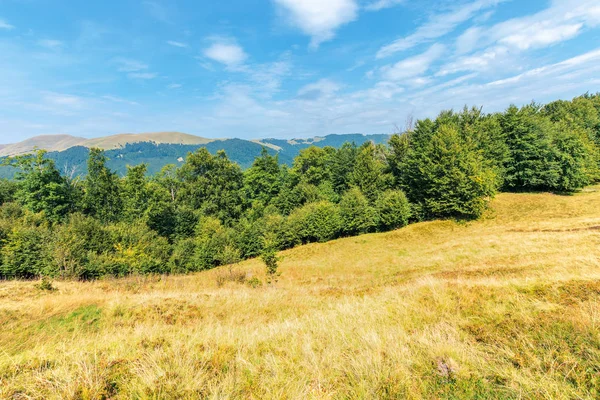 Maravilloso paisaje de verano de los Cárpatos — Foto de Stock