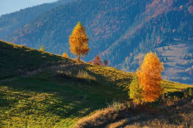tepede sarı ağaçlar