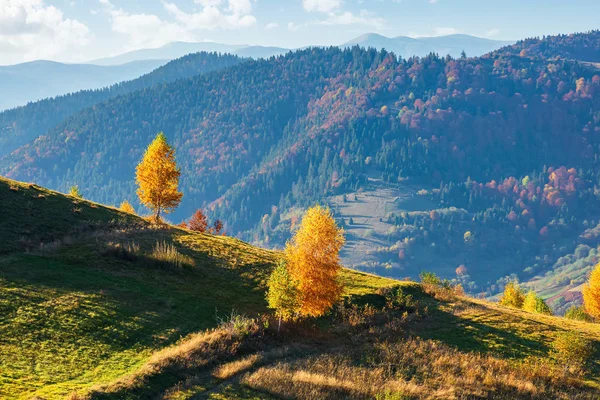 Árvores amarelas na colina — Fotografia de Stock