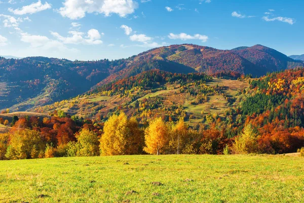 Bomen in kleurrijk gebladerte. prachtige Karpaten — Stockfoto