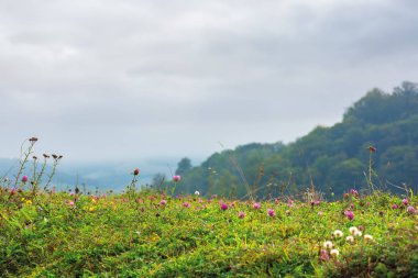 yonca çiçekleri ile çimenli çayır